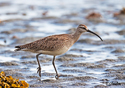 Numenius phaeopus